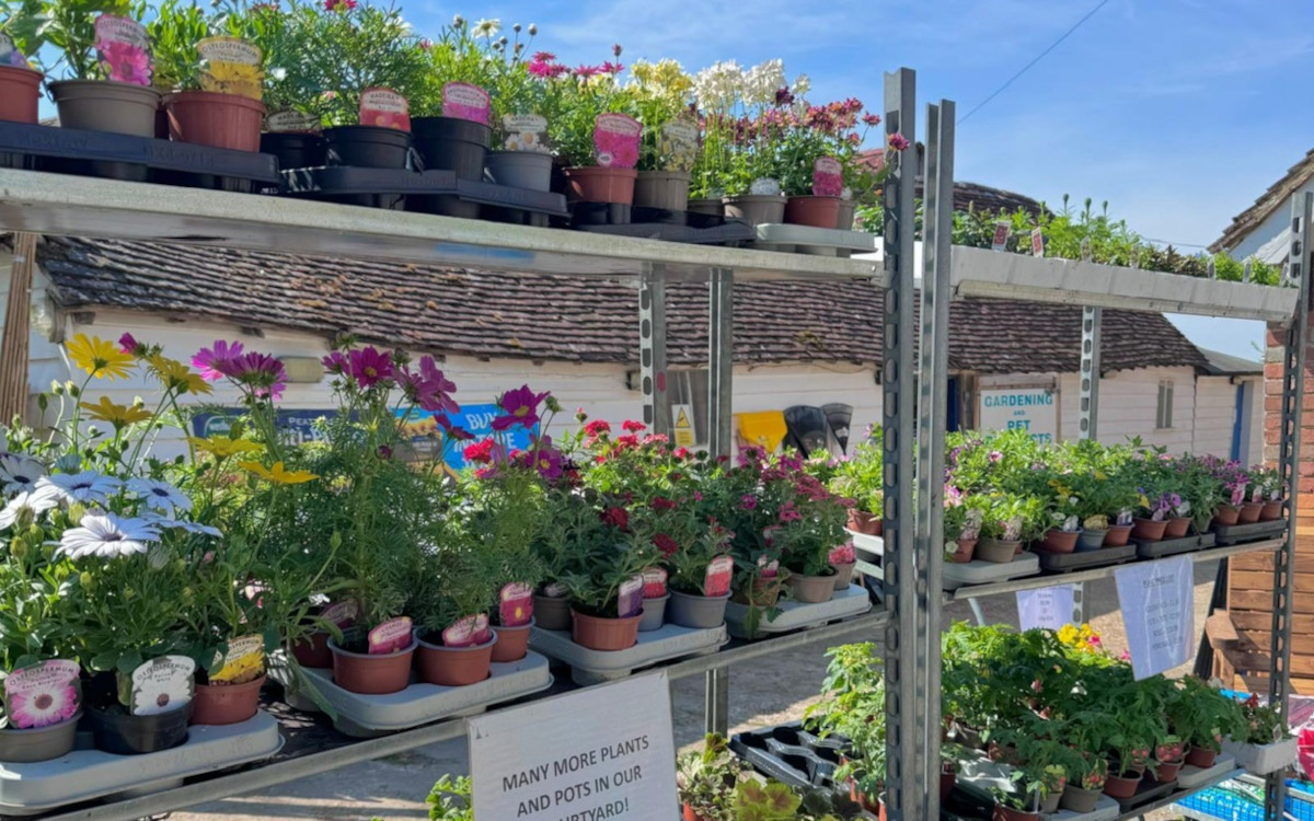 Plant trolley with plants on